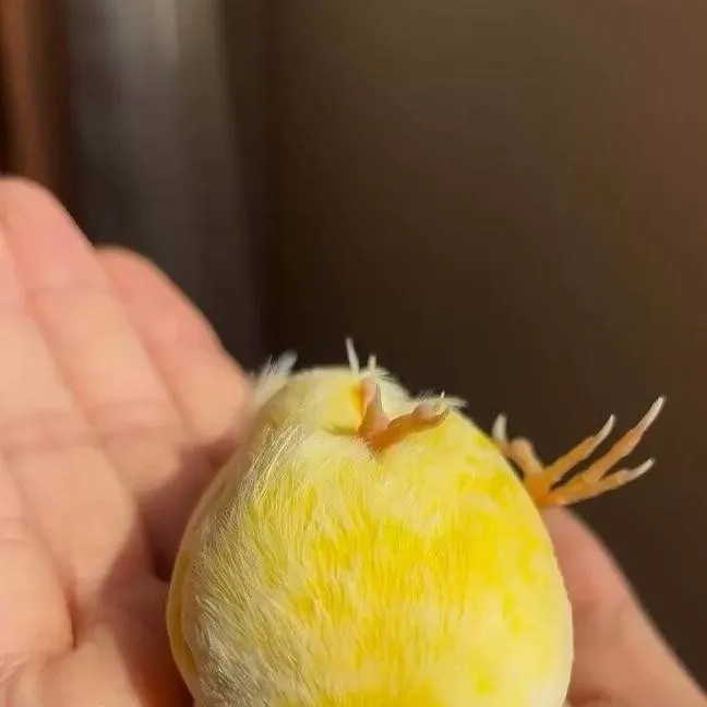 chat with ai character: shicka 