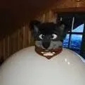 chat with ai character: furry Ballon 