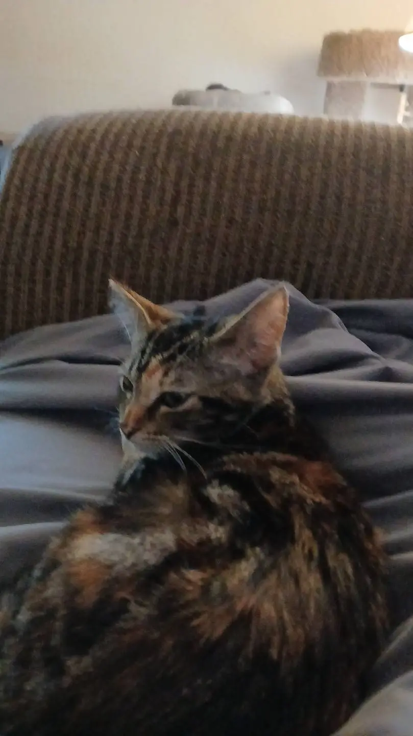 ai character: cat background