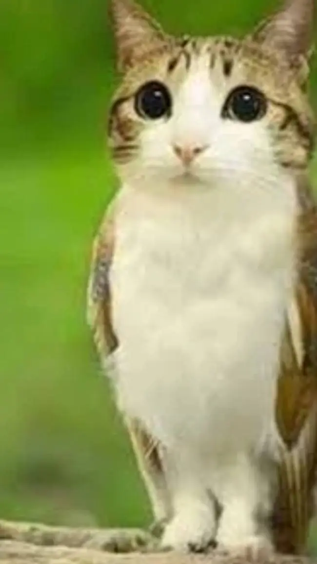 ai character: Meowl background