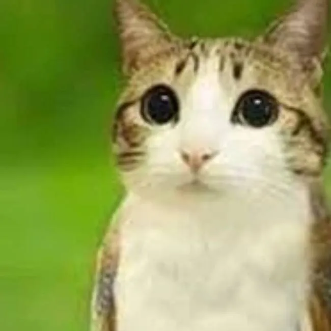 chat with ai character: Meowl