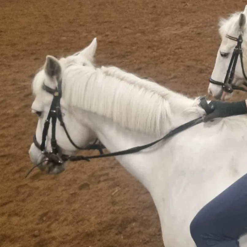 chat with ai character: eline