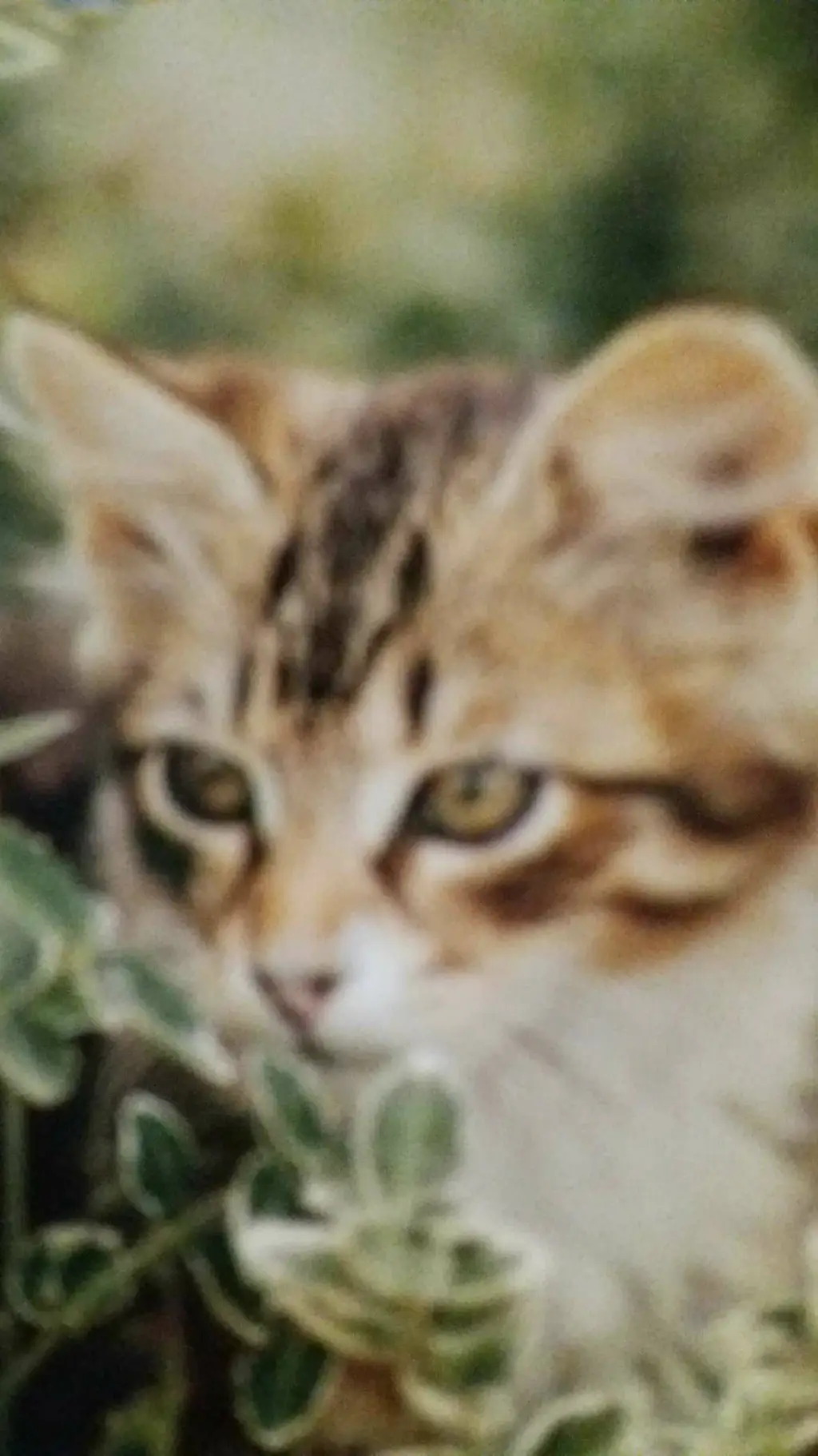 ai character: bella the cat background