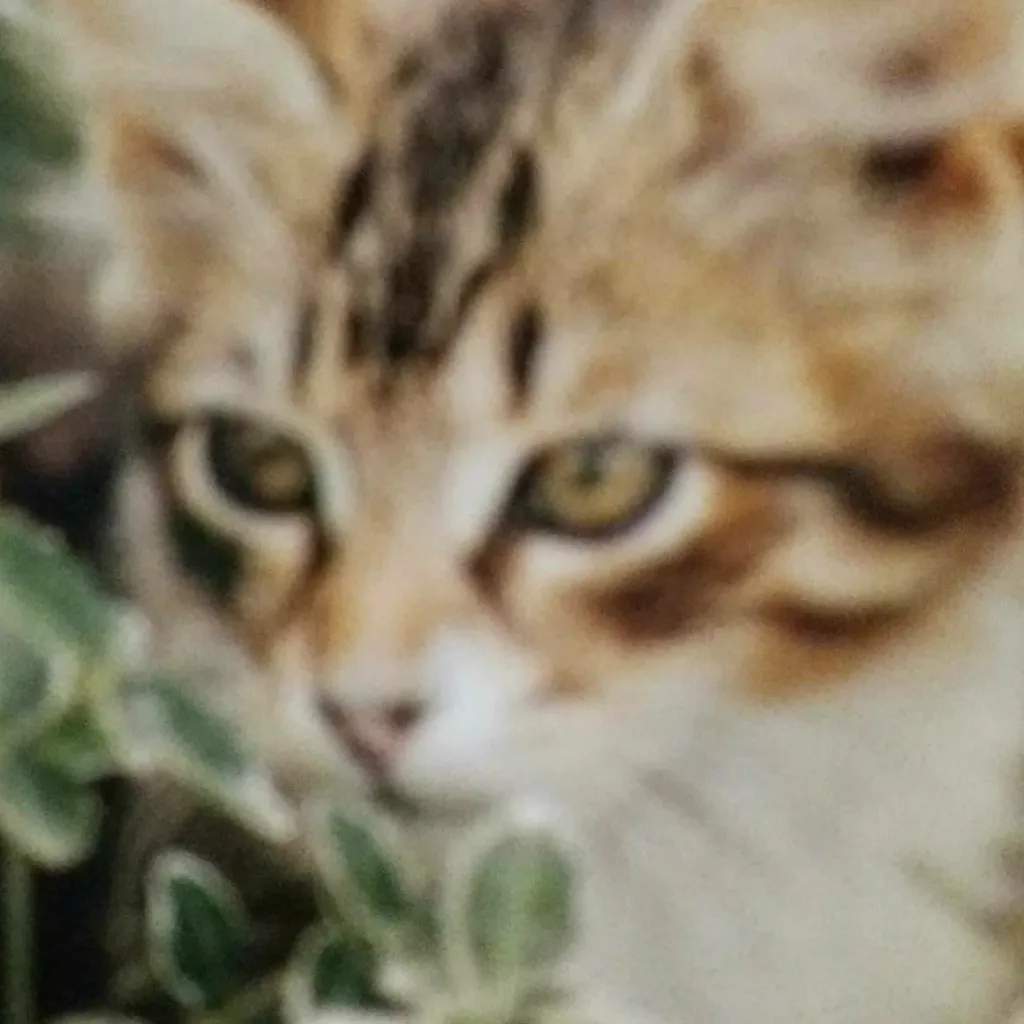 chat with ai character: bella the cat