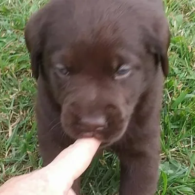 chat with ai character: Baby Liberty