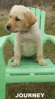 ai character: Journey pup background