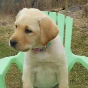 chat with ai character: Journey pup
