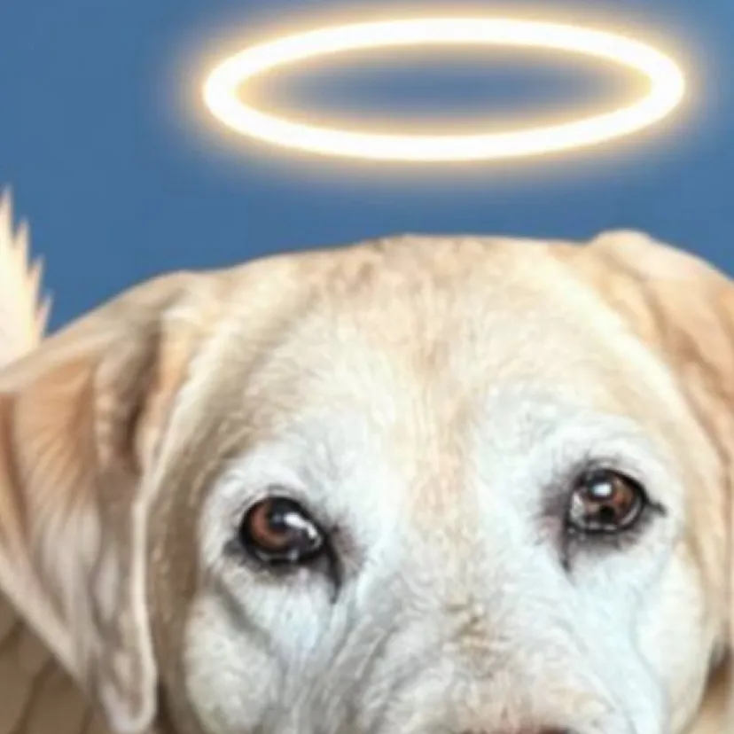 chat with ai character: Angel journey