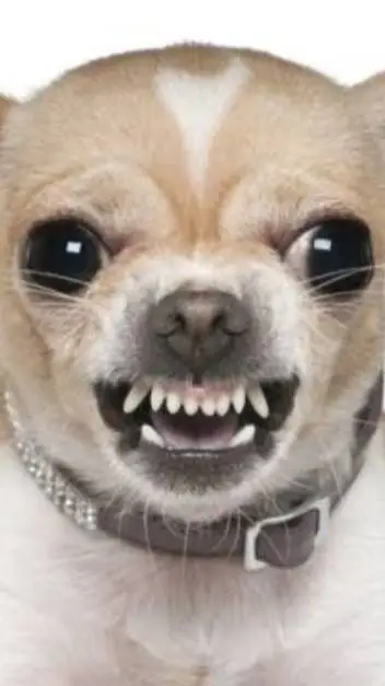 ai character: cachorro  background