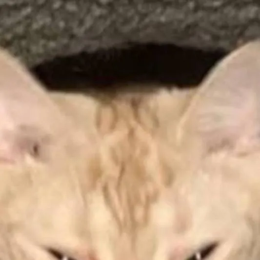 chat with ai character: KITTYUHHH...?