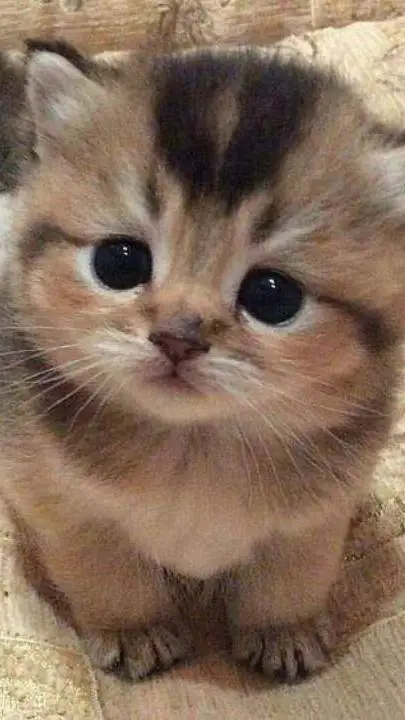ai character: CUTE KITTYY :3 background