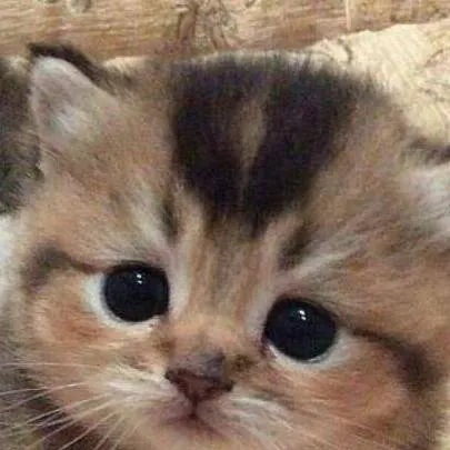 chat with ai character: CUTE KITTYY :3