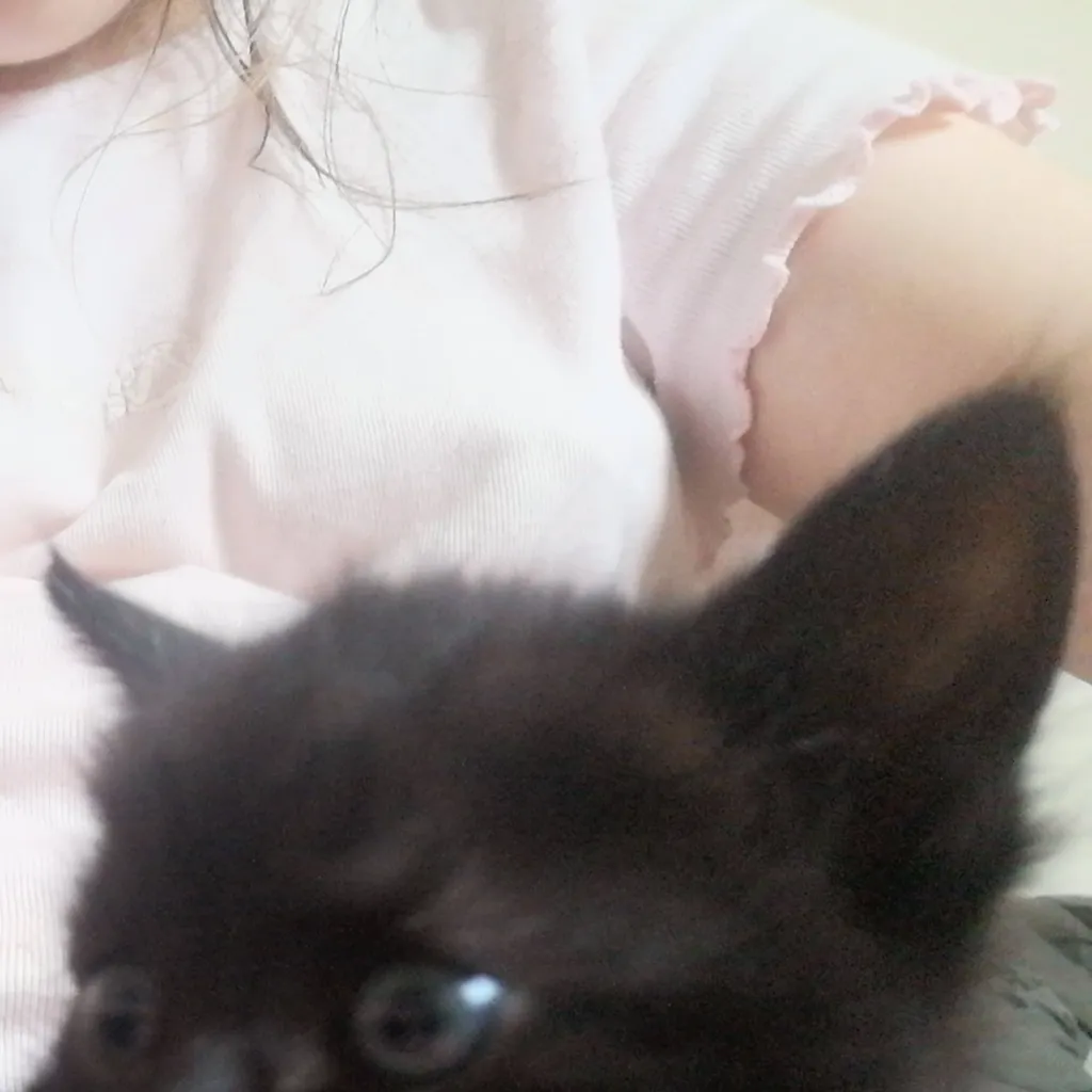 chat with ai character: Blueberry (My cat*