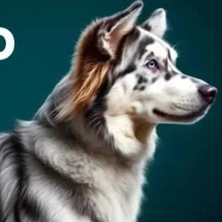 chat with ai character: Balto
