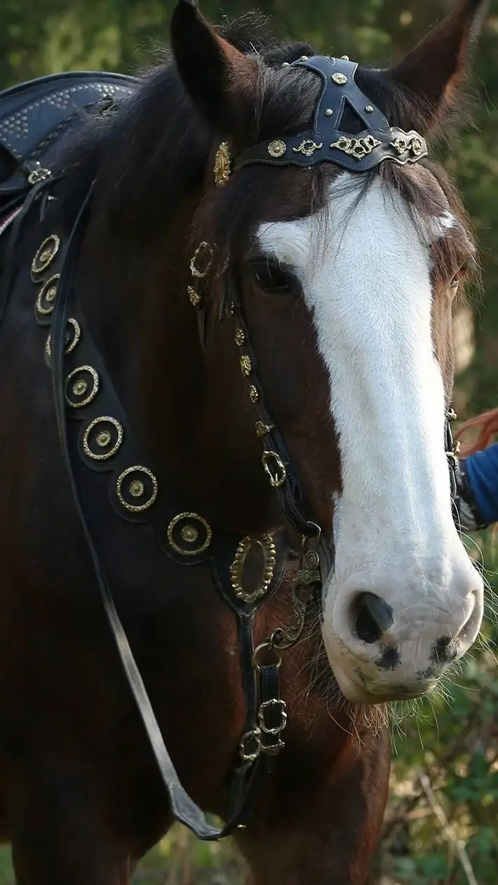 ai character: Angus the horse background