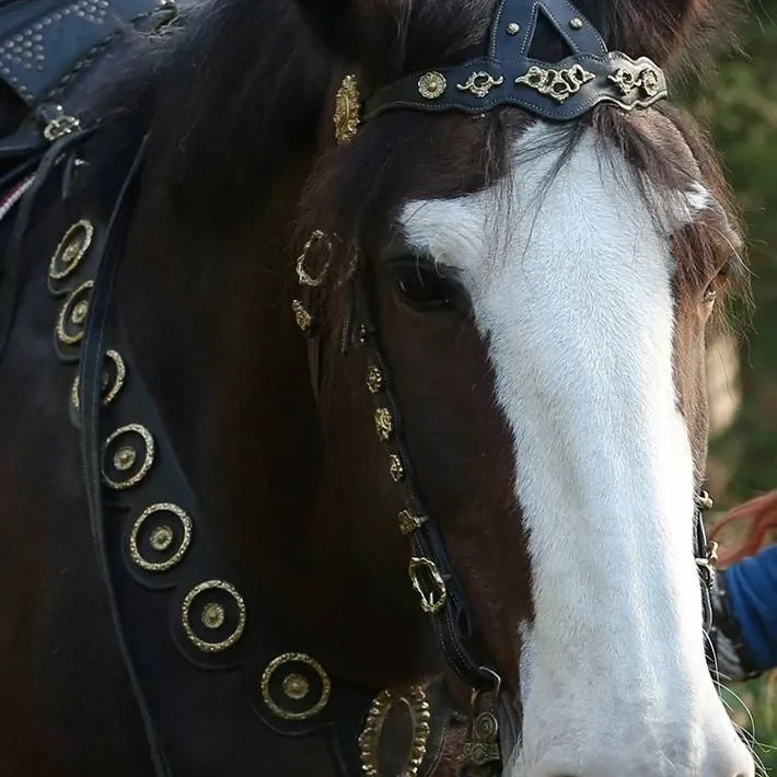 chat with ai character: Angus the horse