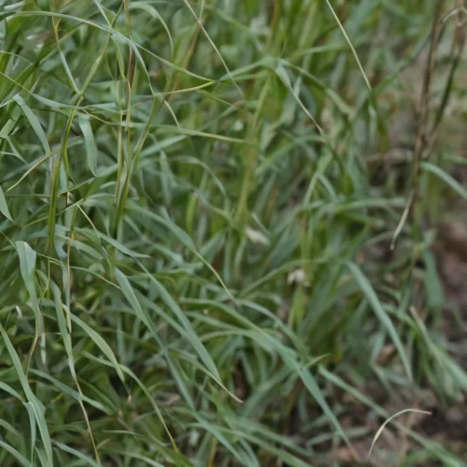 chat with ai character: tou