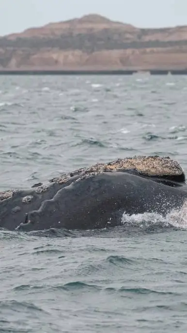 ai character: prt 2 de mis ships background