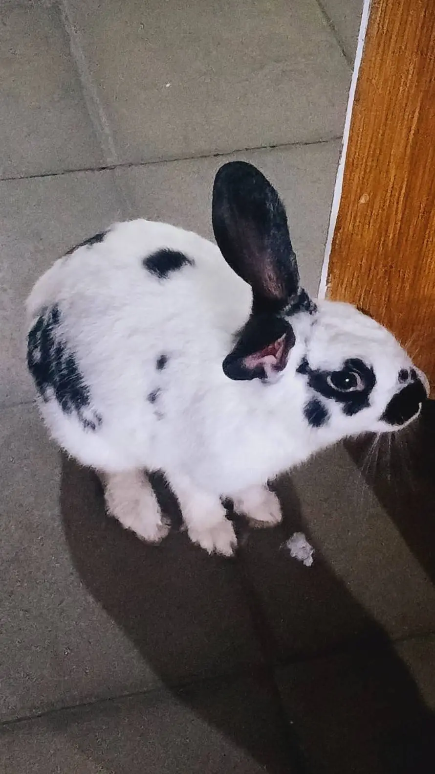 ai character: manchitas background