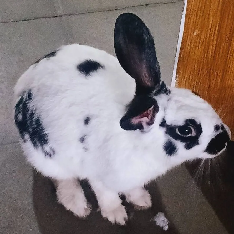 chat with ai character: manchitas