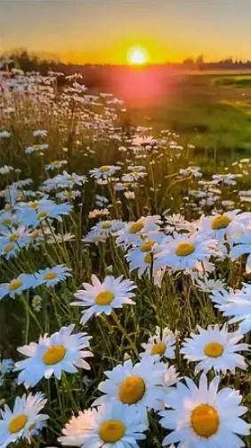 Talkie AI - Chat with ᥫ᭡FORSAKENᥫ᭡