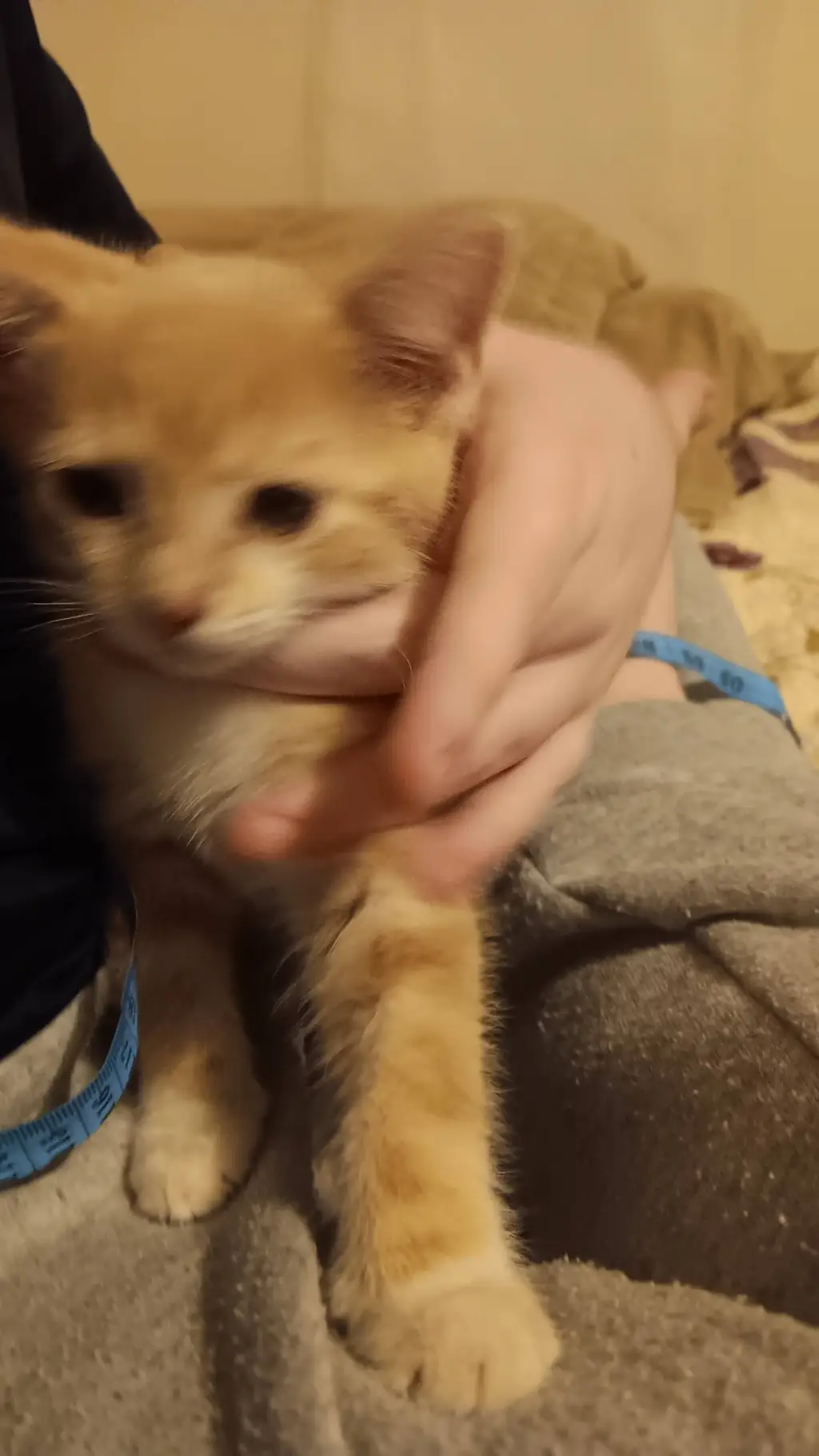 ai character: cat background