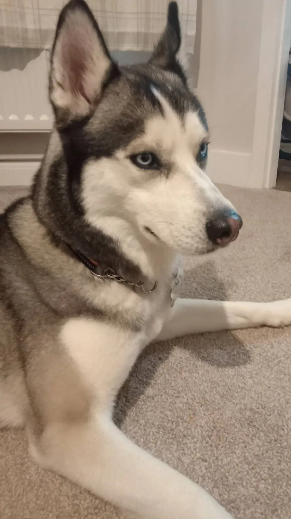 ai character: your husky background