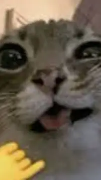 Talkie AI - Chat with CAT BC YES