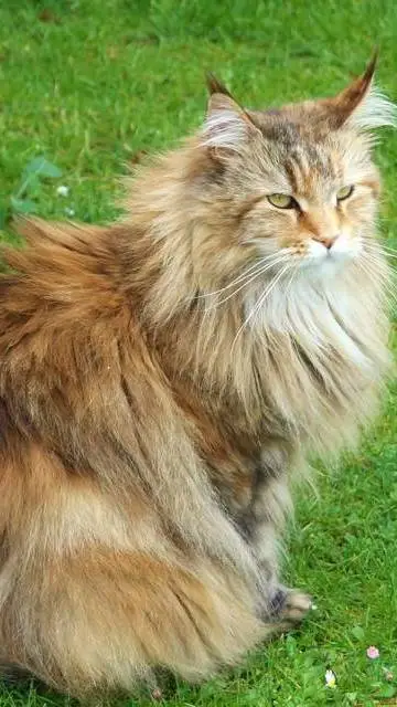 ai character: Cat (NAME: Tajger) background