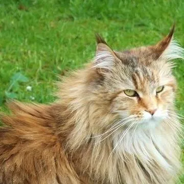 chat with ai character: Cat (NAME: Tajger)