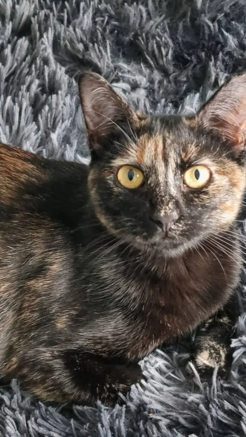 ai character: My cat background