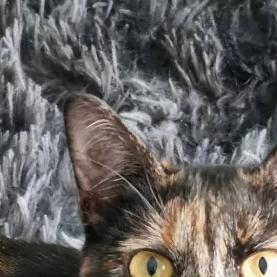 chat with ai character: My cat