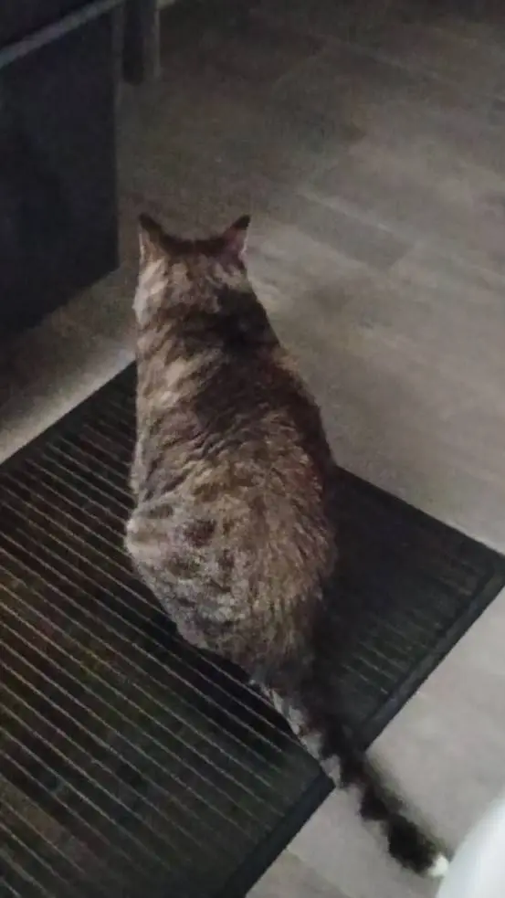 ai character: my 2nd cat background