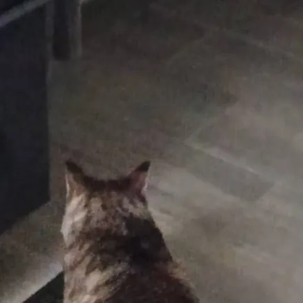 chat with ai character: my 2nd cat