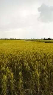 ai character: Minds edge background