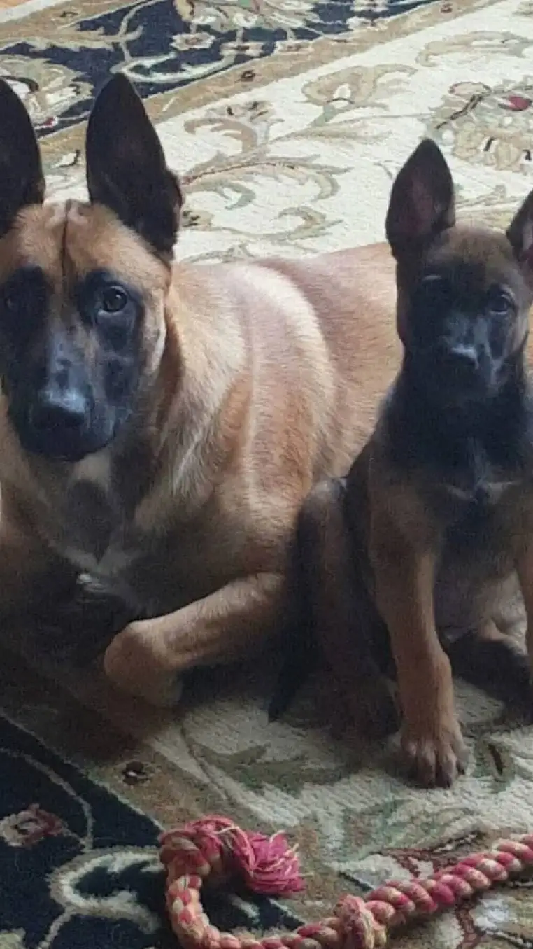 ai character: cod- dogs background