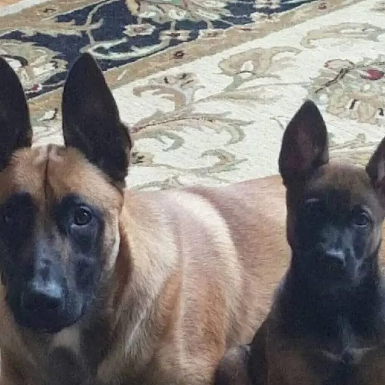 chat with ai character: cod- dogs