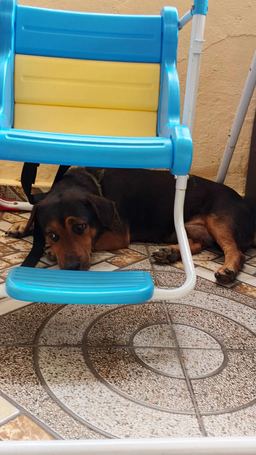 ai character: a lonely dog background