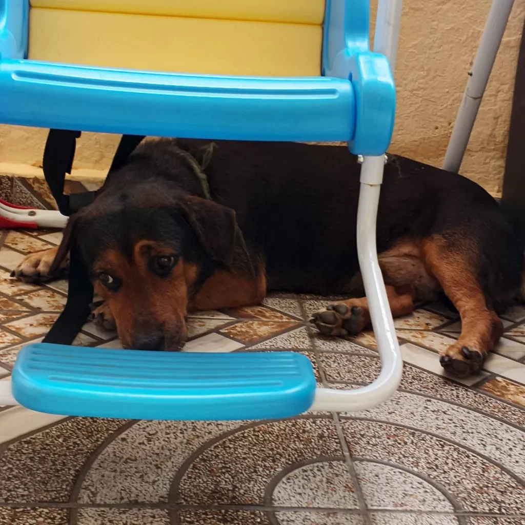 chat with ai character: a lonely dog