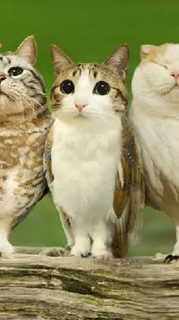 ai character: meowl,s background