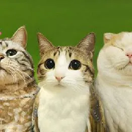 chat with ai character: meowl,s