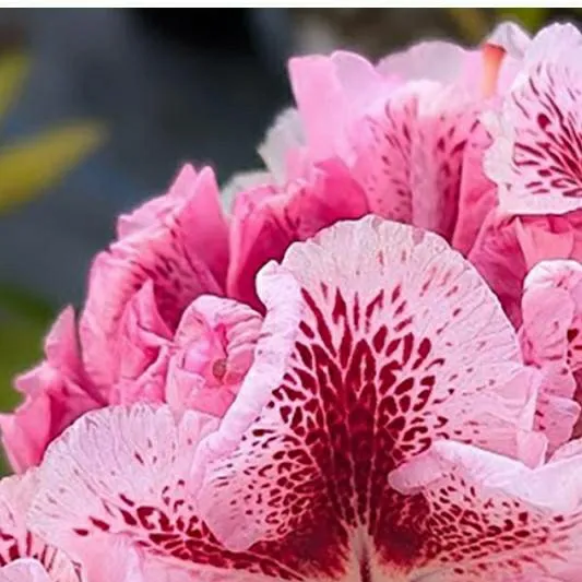 chat with ai character: 🌺*ᰔᩚflower field*🌼