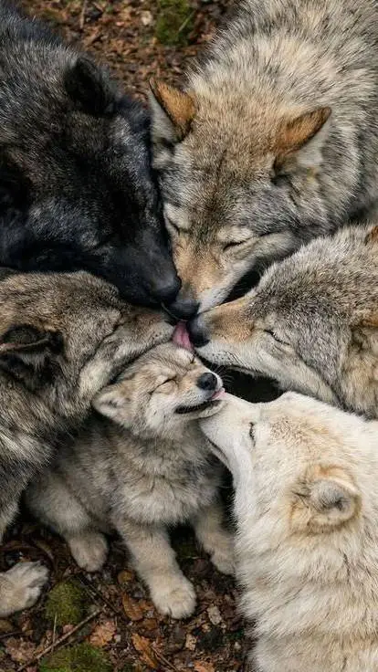 ai character: Wolf pack background