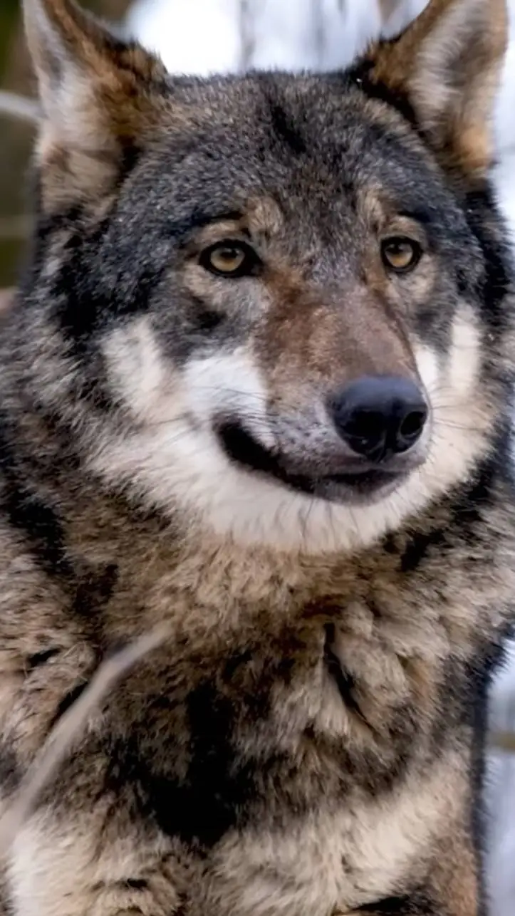 ai character: wolf leader  background