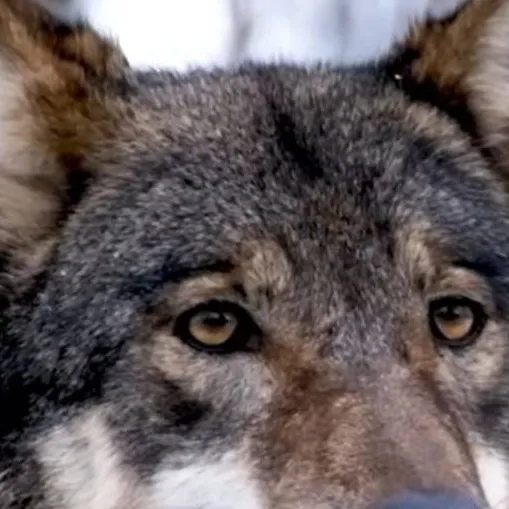 chat with ai character: wolf leader 