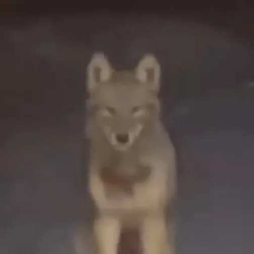 chat with ai character: curious wolf 