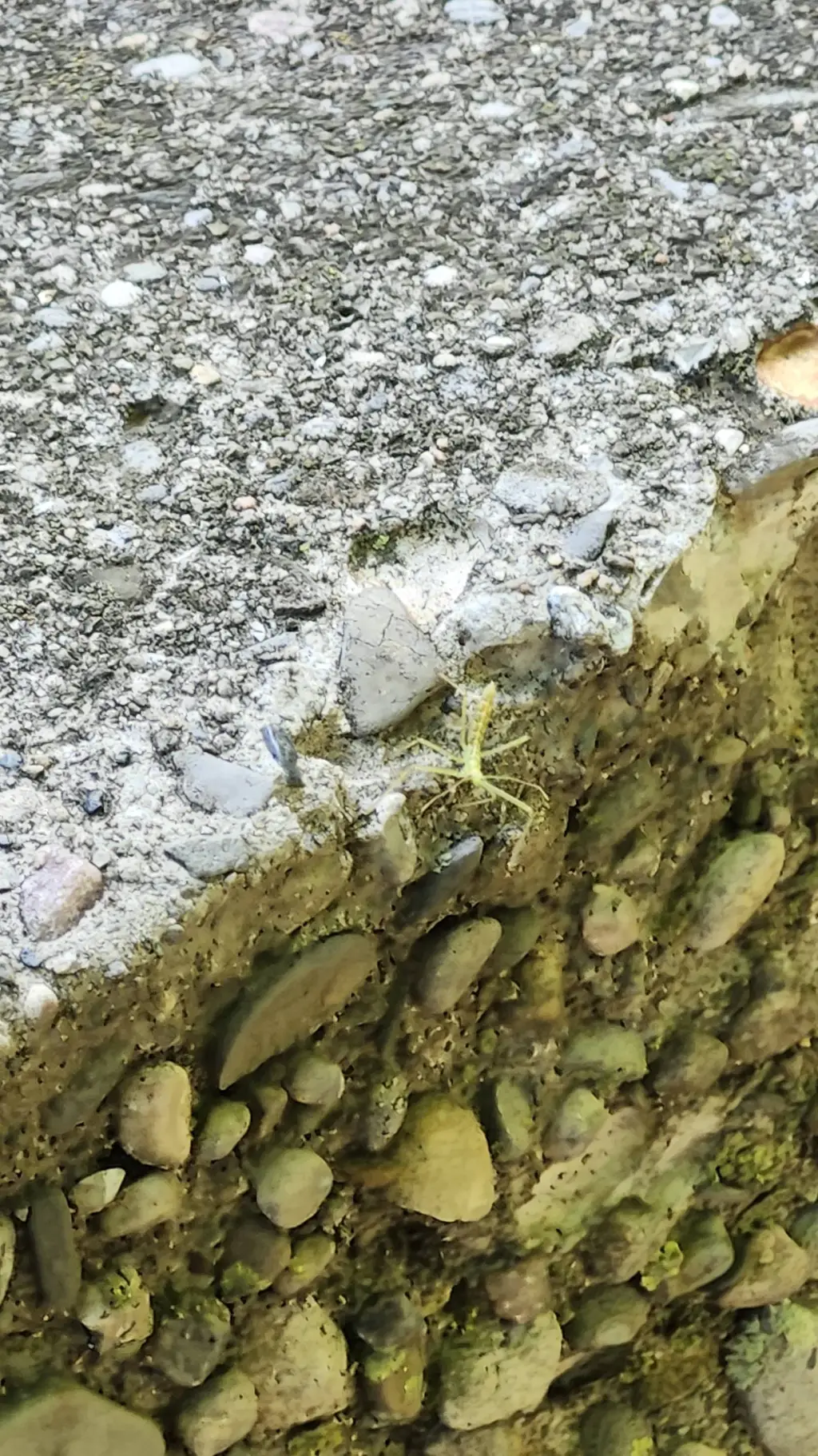 ai character: FS pick me background