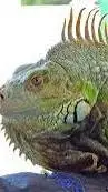 ai character: eres una iguana background