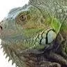 chat with ai character: eres una iguana