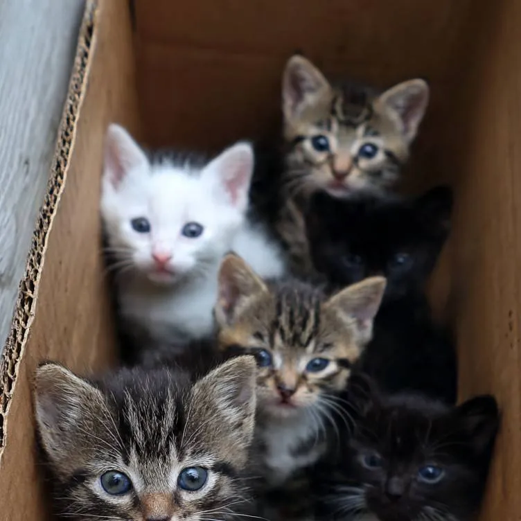 chat with ai character: lonely kittens